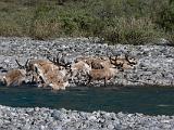 Vacation Alaska and Northwest  Caribou